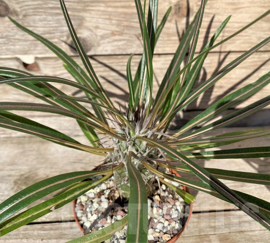 SHPR20364 Pachypodium geayi