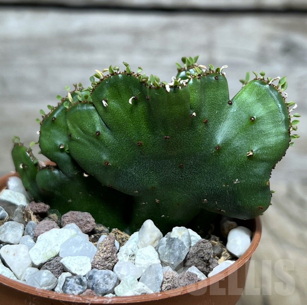 SHPR20315 Euphorbia leucodendron f. cristata - immagine 2