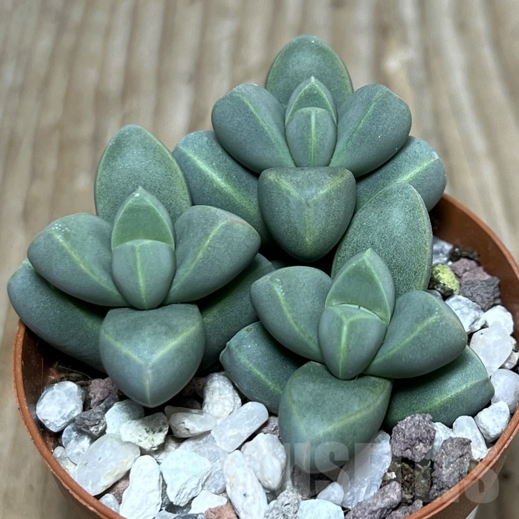 SHPR20316 Delosperma lehmannii - Image 2