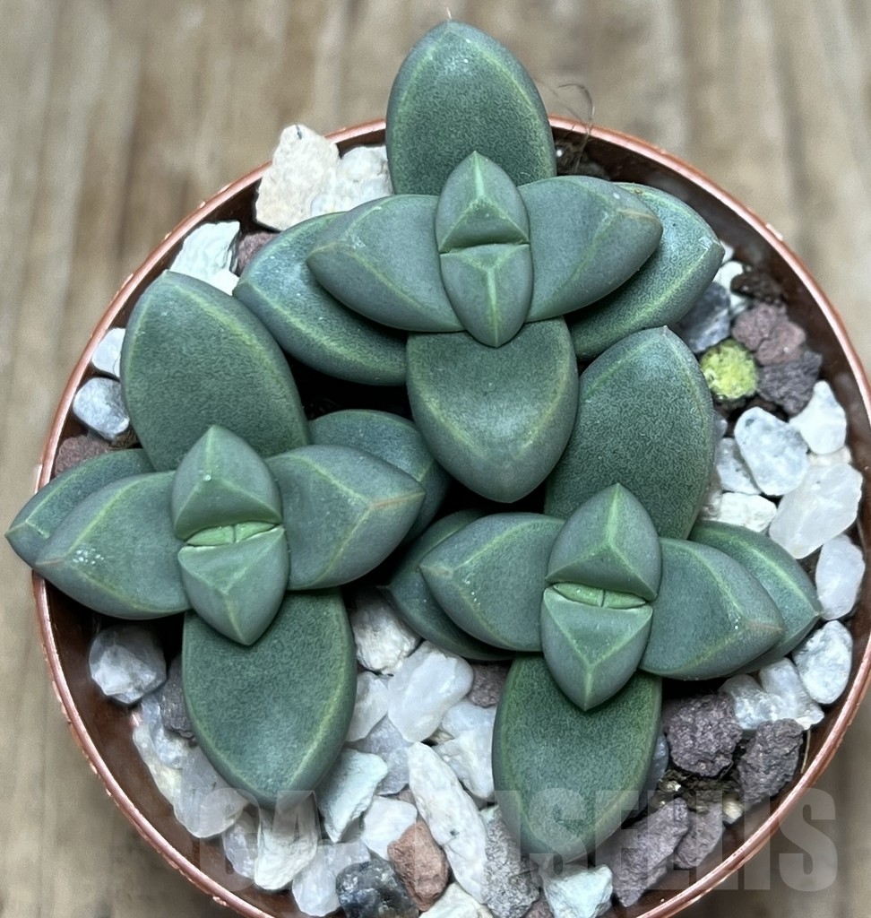 SHPR20316 Delosperma lehmannii - Image 3