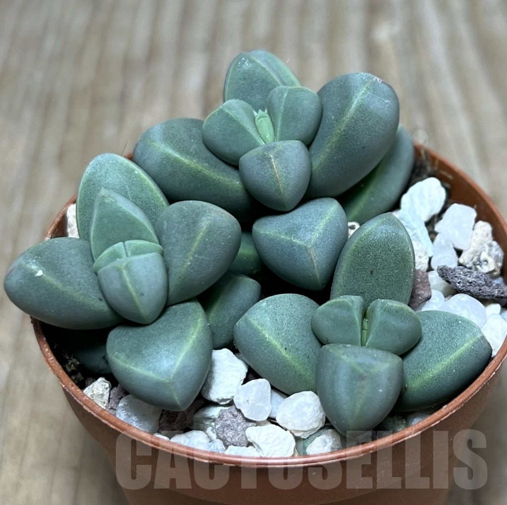 SHPR20316 Delosperma lehmannii