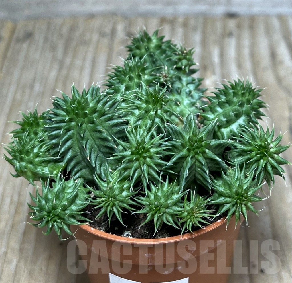 SHPR20317 Euphorbia susannae