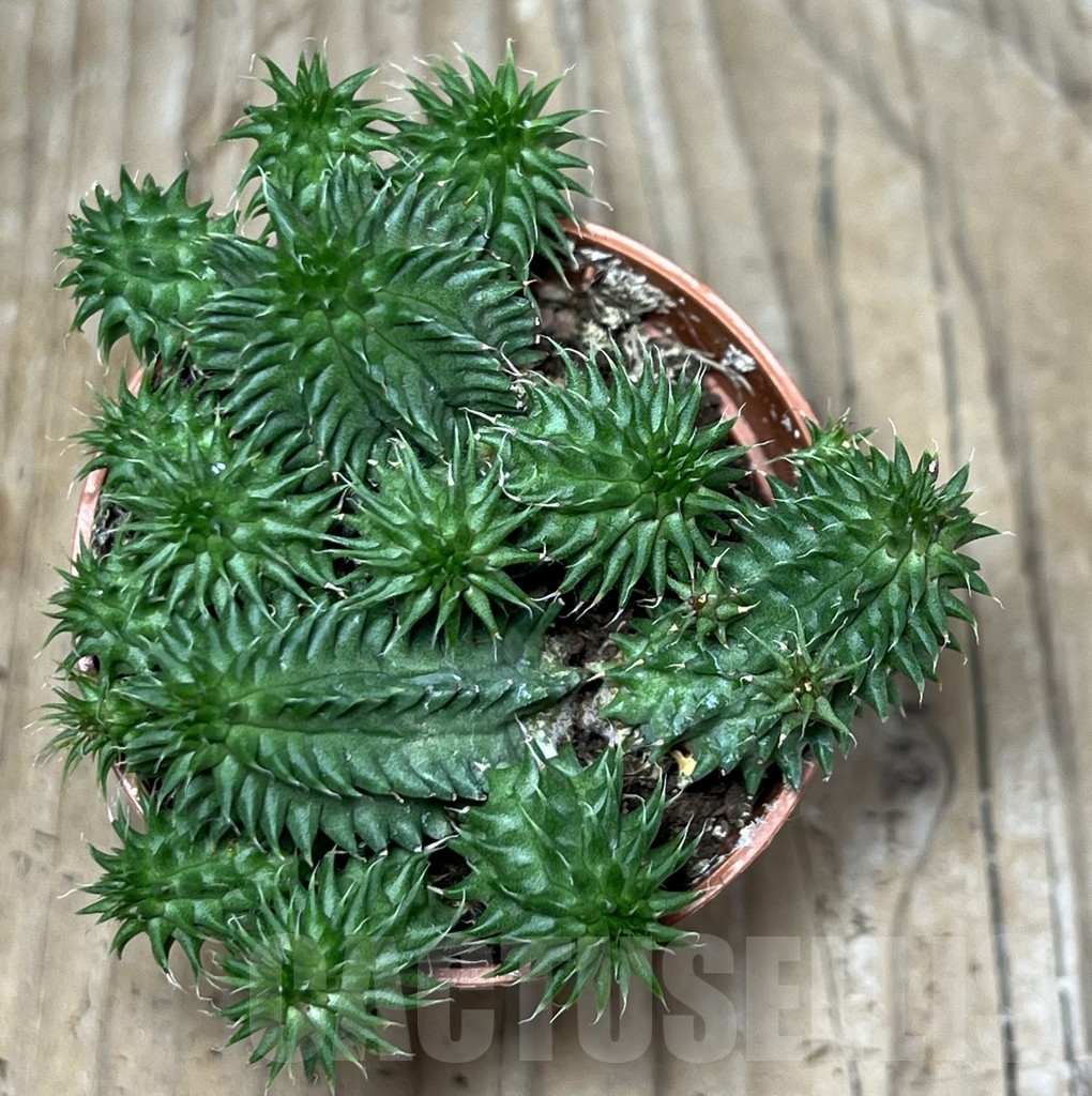 SHPR20317 Euphorbia susannae - Image 2