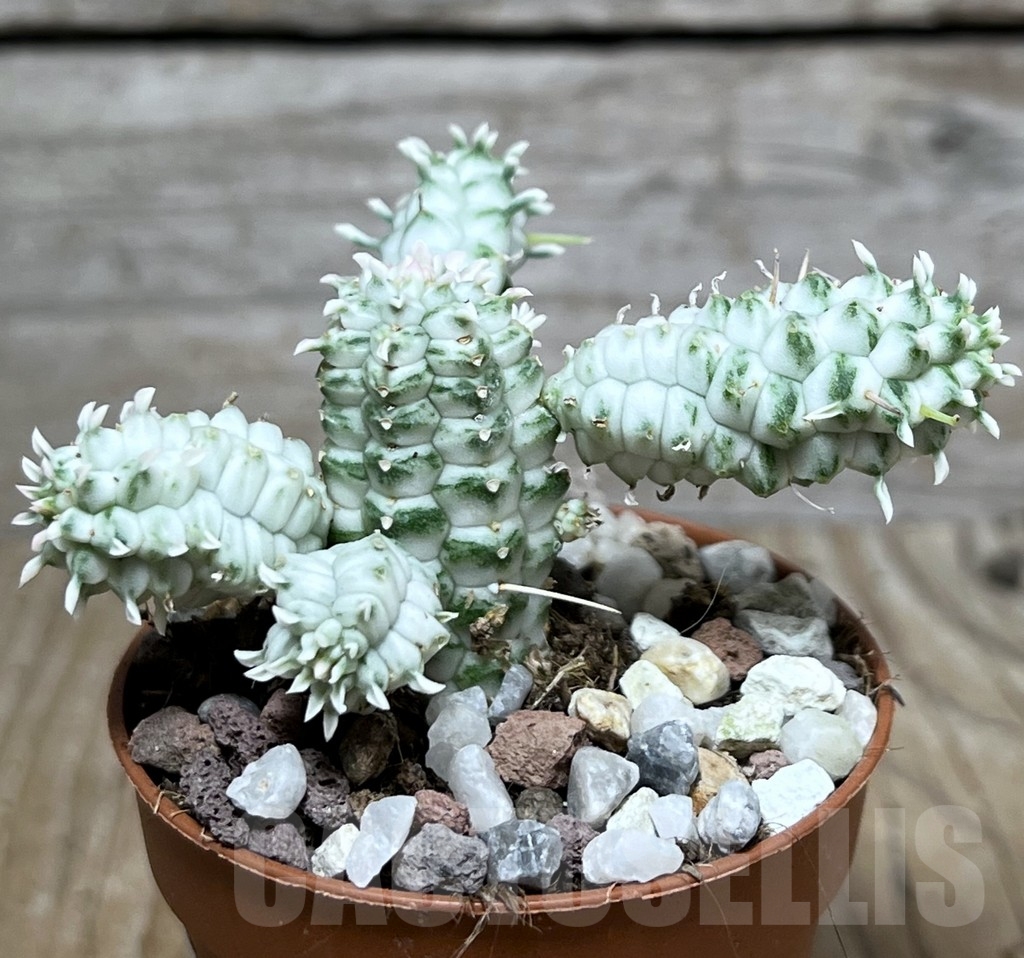 SHPR20319 Euphorbia mammillaris f. variegata - Obrázek 2