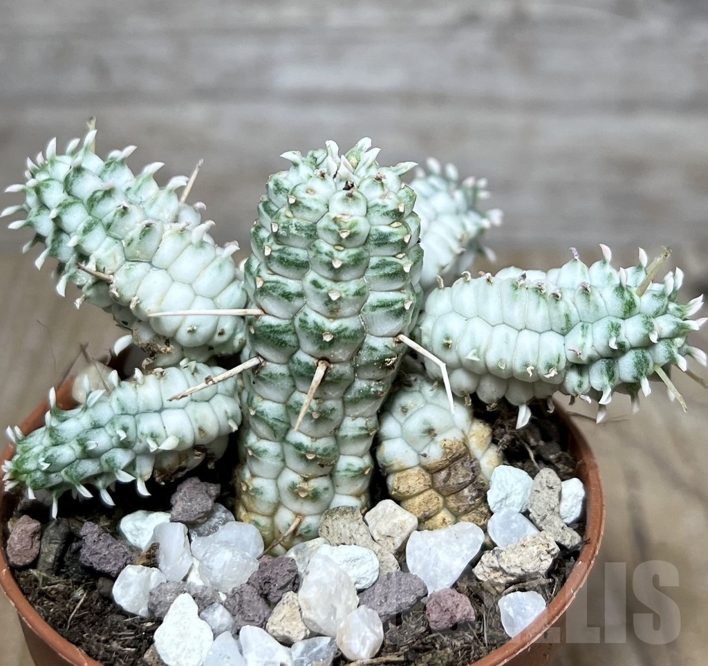 SHPR20319 Euphorbia mammillaris f. variegata