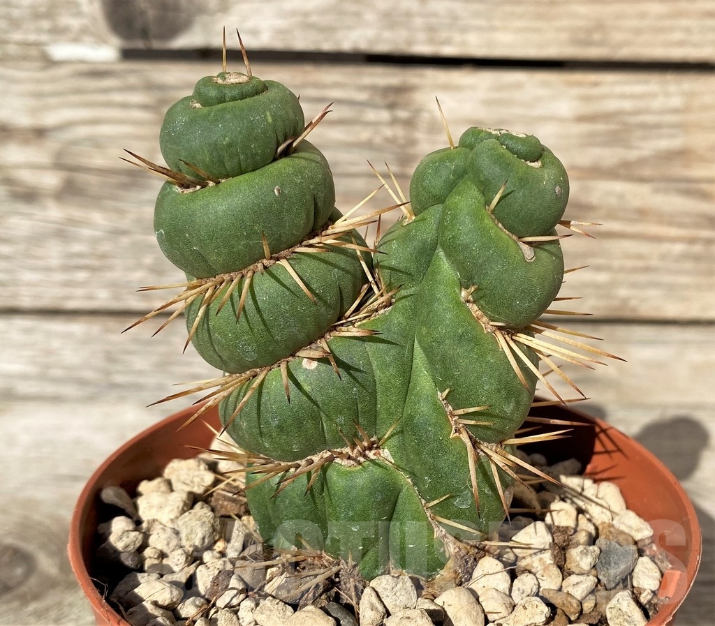 SHPR20371 Eulychnia castanea spiralis