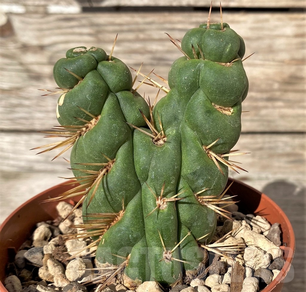 SHPR20371 Eulychnia castanea spiralis - Imagen 2