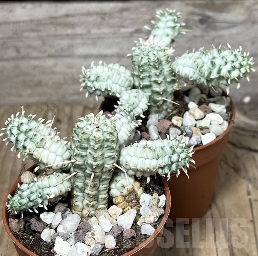 SHPR20319 Euphorbia mammillaris f. variegata - Obrázek 3