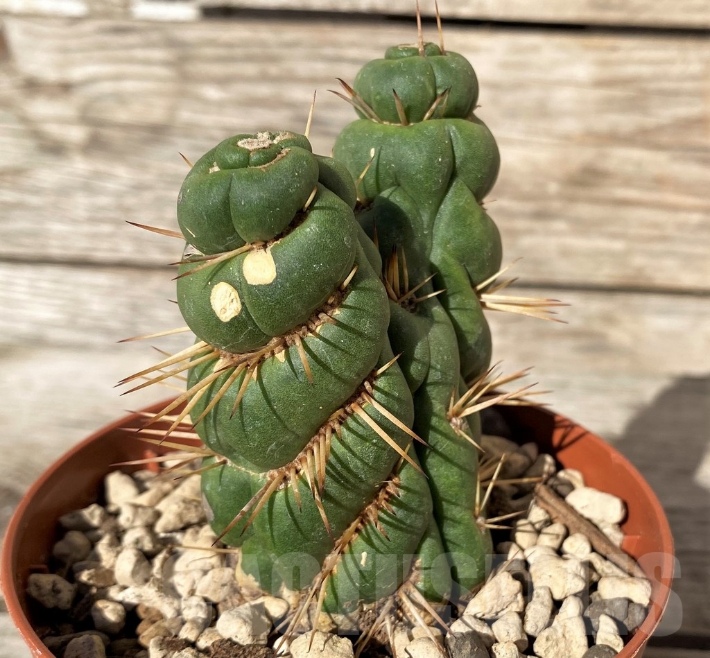 SHPR20371 Eulychnia castanea spiralis - Imagen 3