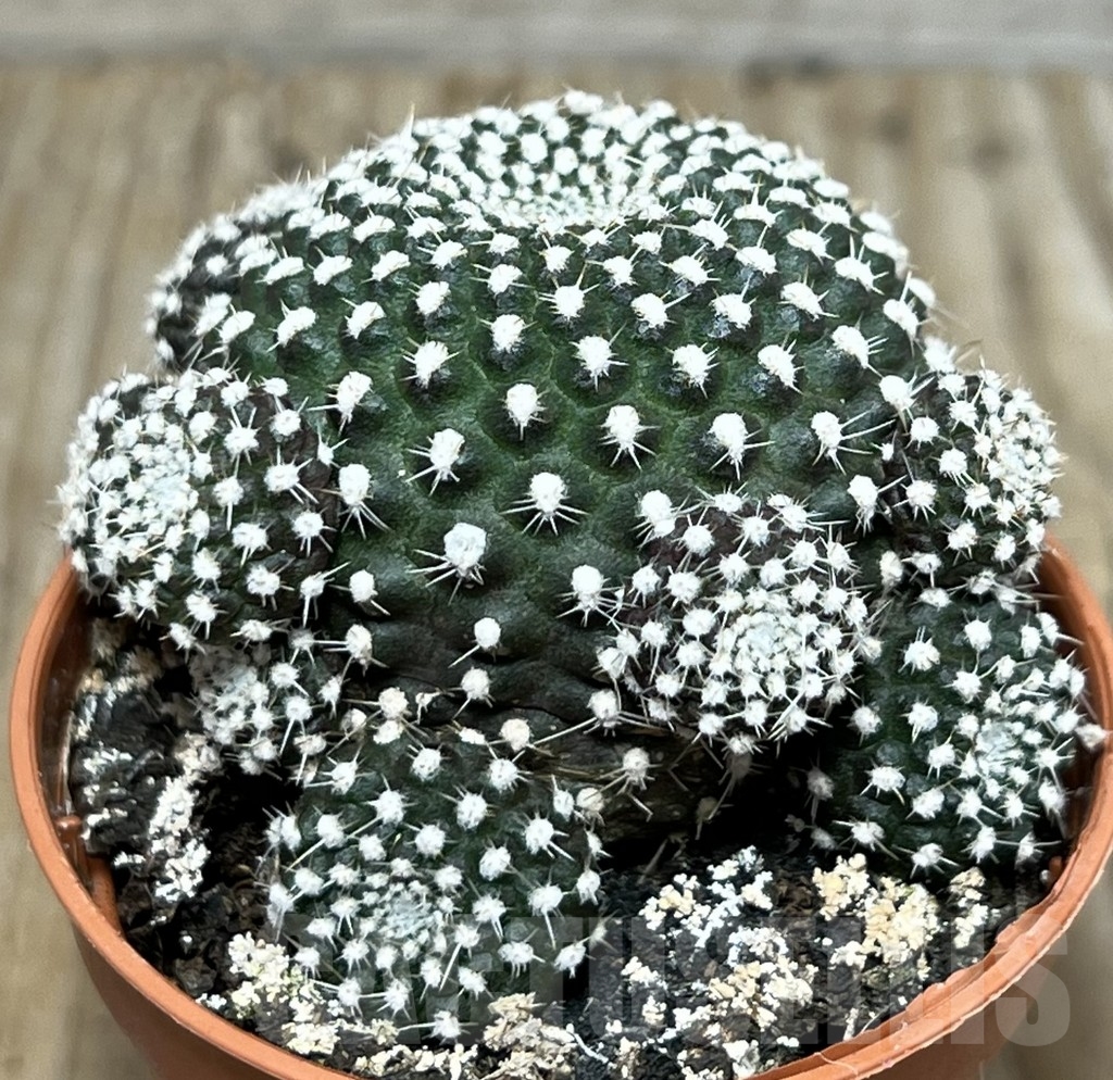 SHPR20320 Rebutia krainziana - immagine 2