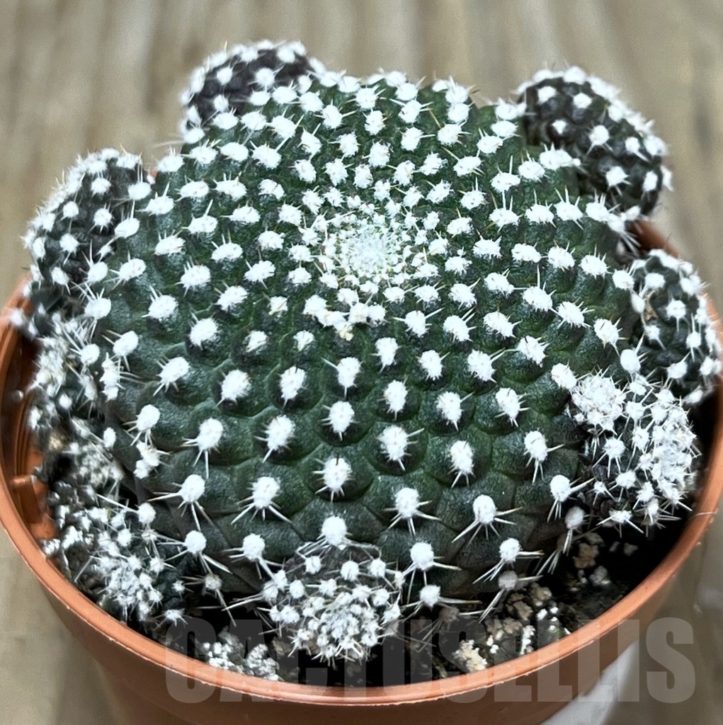 SHPR20320 Rebutia krainziana