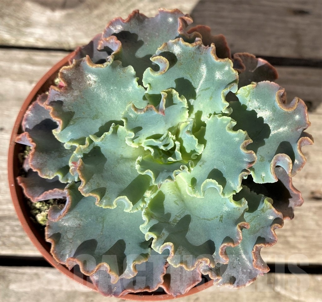 SHPR20373 Echeveria shaviana - Imagen 2