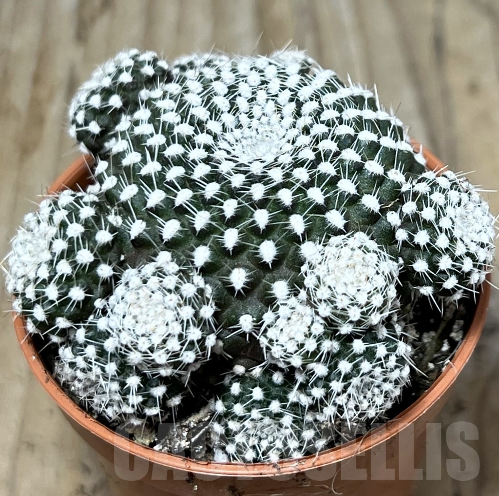 SHPR20320 Rebutia krainziana - immagine 3