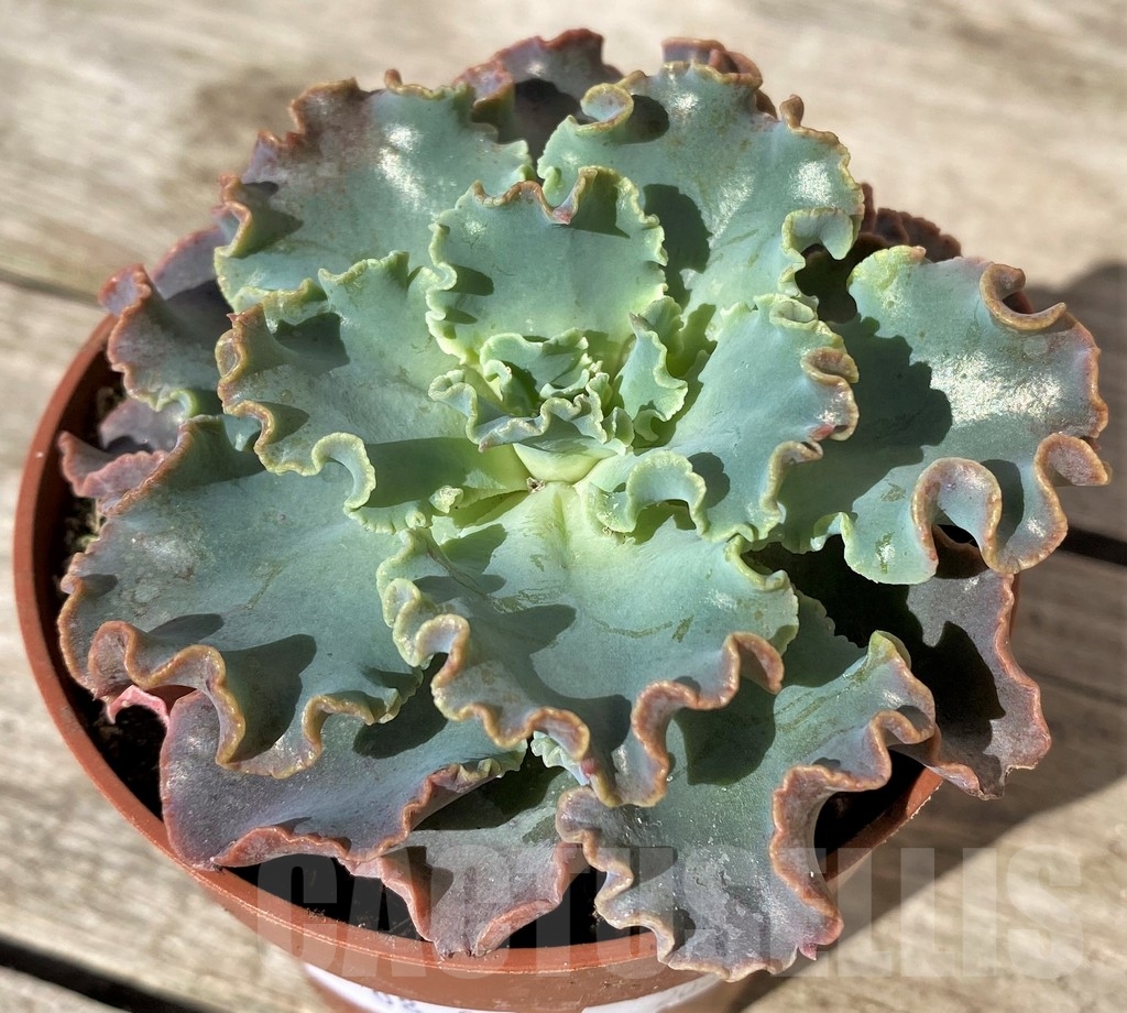 SHPR20373 Echeveria shaviana