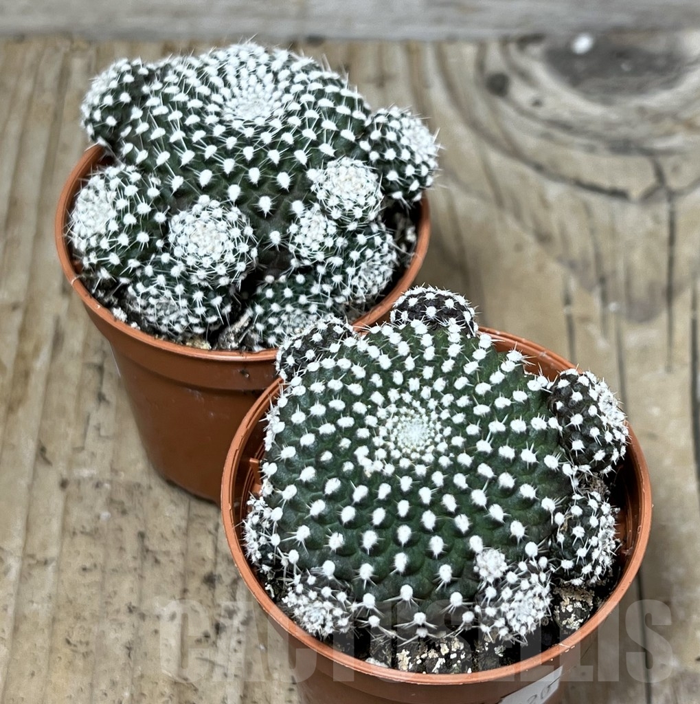 SHPR20320 Rebutia krainziana - immagine 4