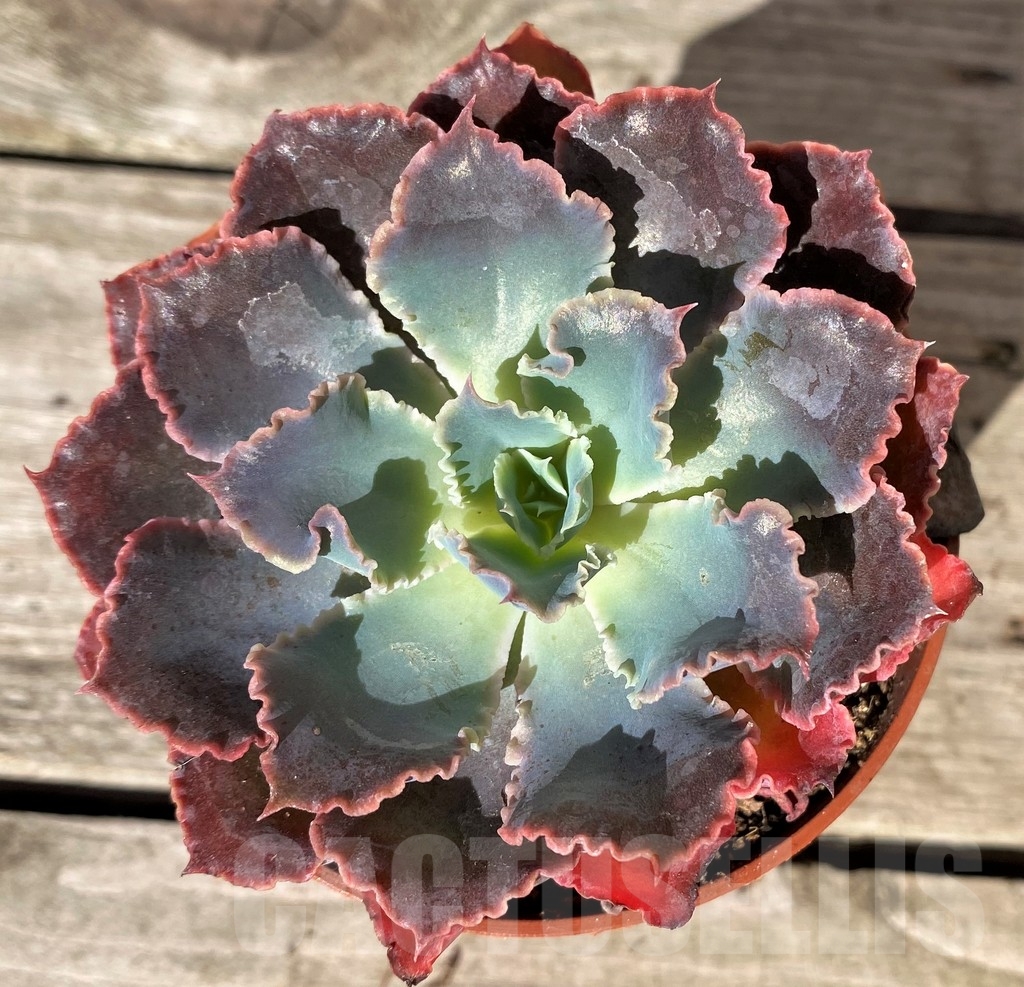 SHPR20374 Echeveria 'Neon Breakers' - 画像 (2)