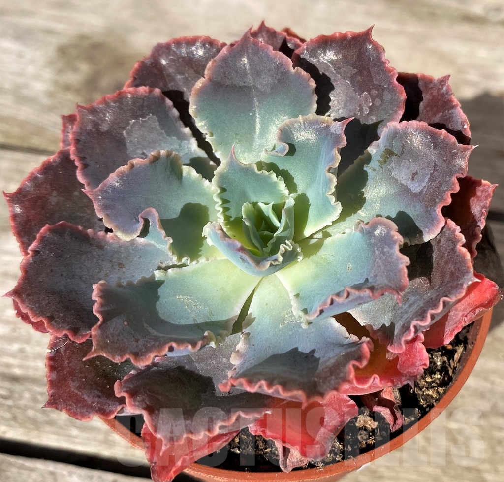 SHPR20374 Echeveria 'Neon Breakers'