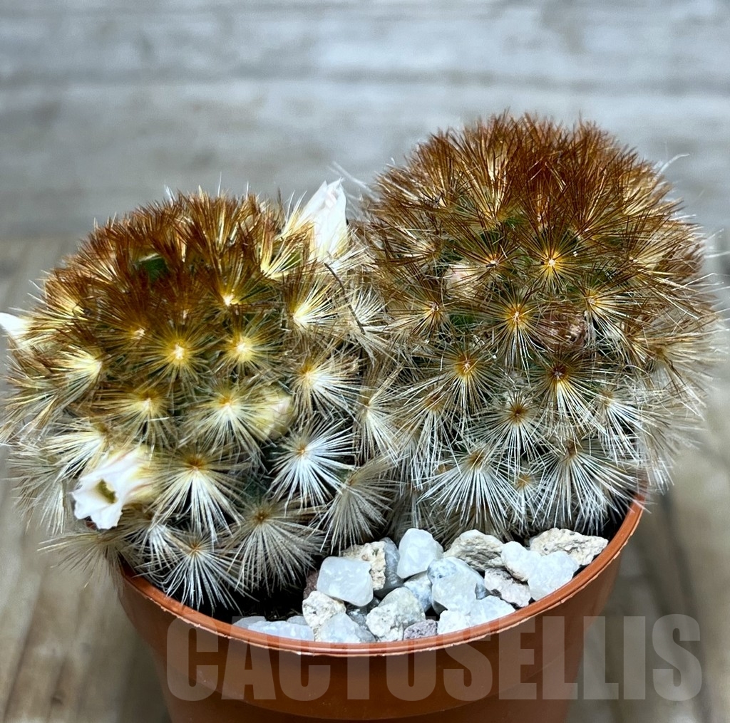 SHPR20321 Mammillaria carmenae f. rubrispina