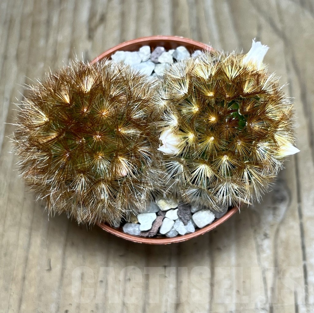 SHPR20321 Mammillaria carmenae f. rubrispina - Зображення 2