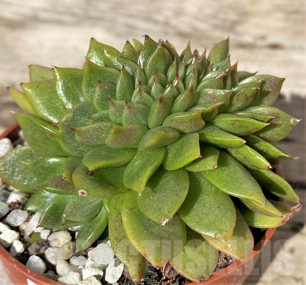 SHPR20375 Echeveria 'Gilva' f. cristata