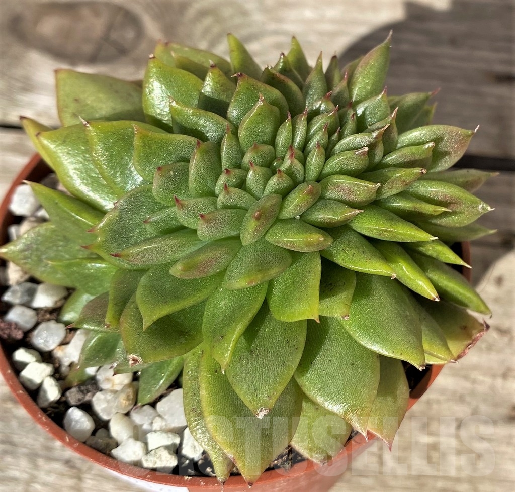 SHPR20375 Echeveria 'Gilva' f. cristata - immagine 2