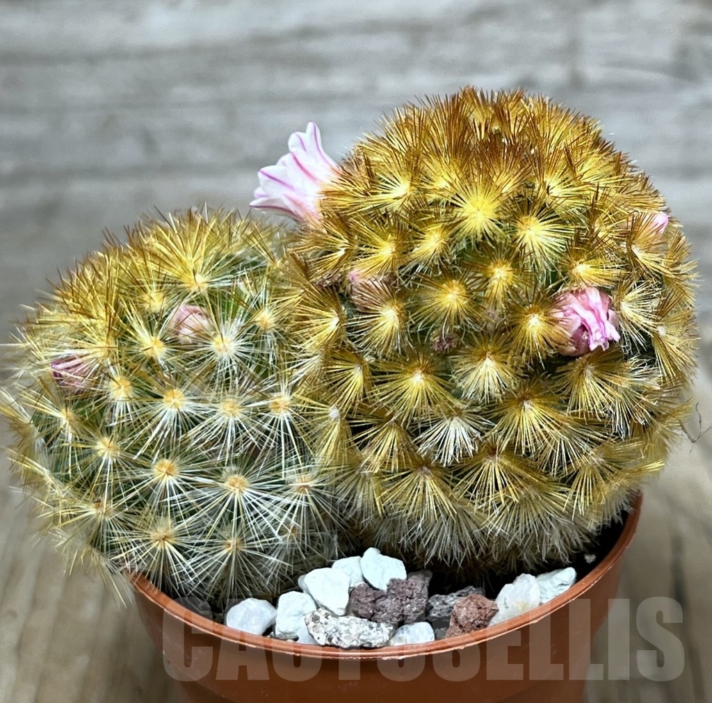 SHPR20322 Mammillaria carmenae f. rubrispina