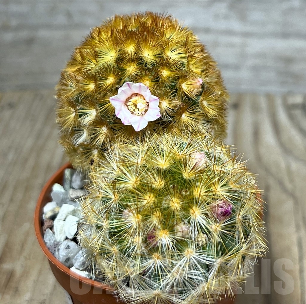 SHPR20322 Mammillaria carmenae f. rubrispina – Image 2