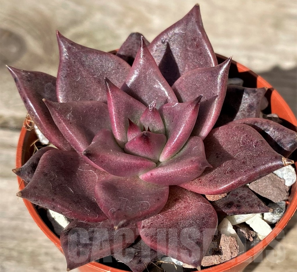 SL20376 Echeveria 'Taurus' – Image 3