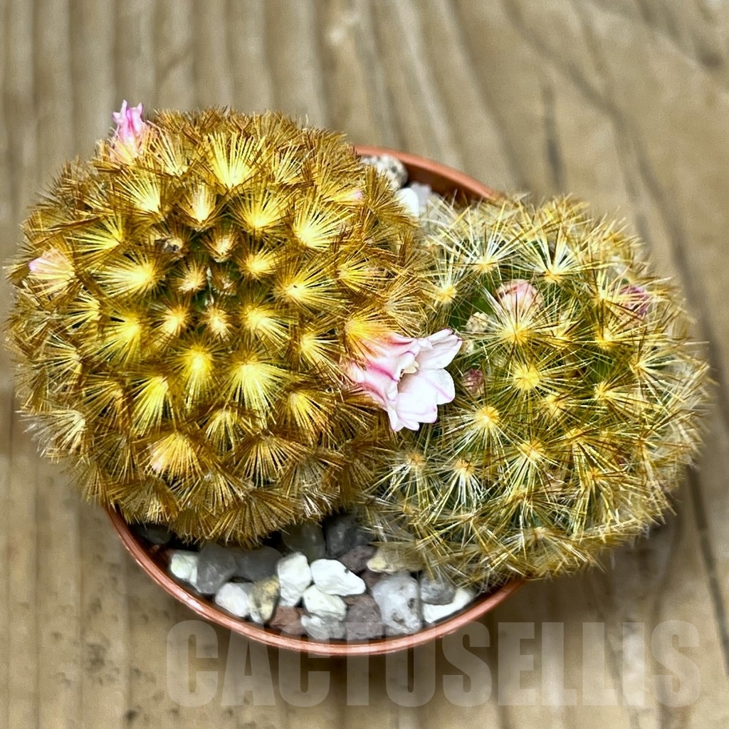 SHPR20322 Mammillaria carmenae f. rubrispina – Image 3