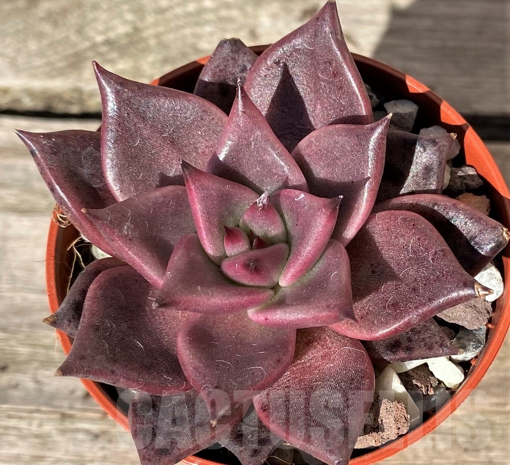 SL20376 Echeveria 'Taurus' – Image 2