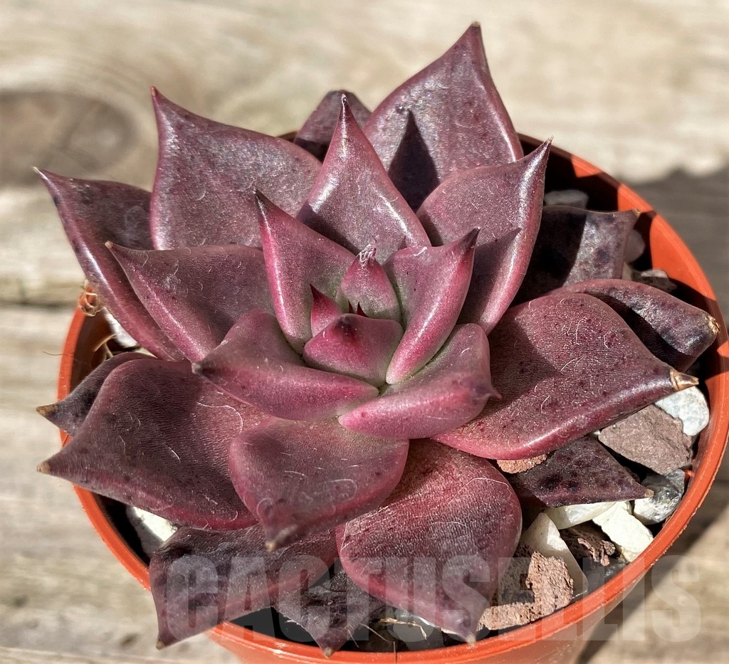 SL20376 Echeveria 'Taurus'