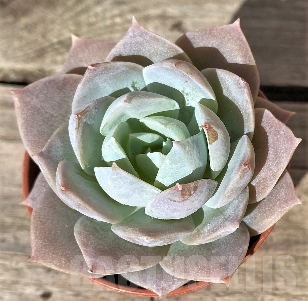 SHPR20377 Echeveria sp. - 画像 (2)