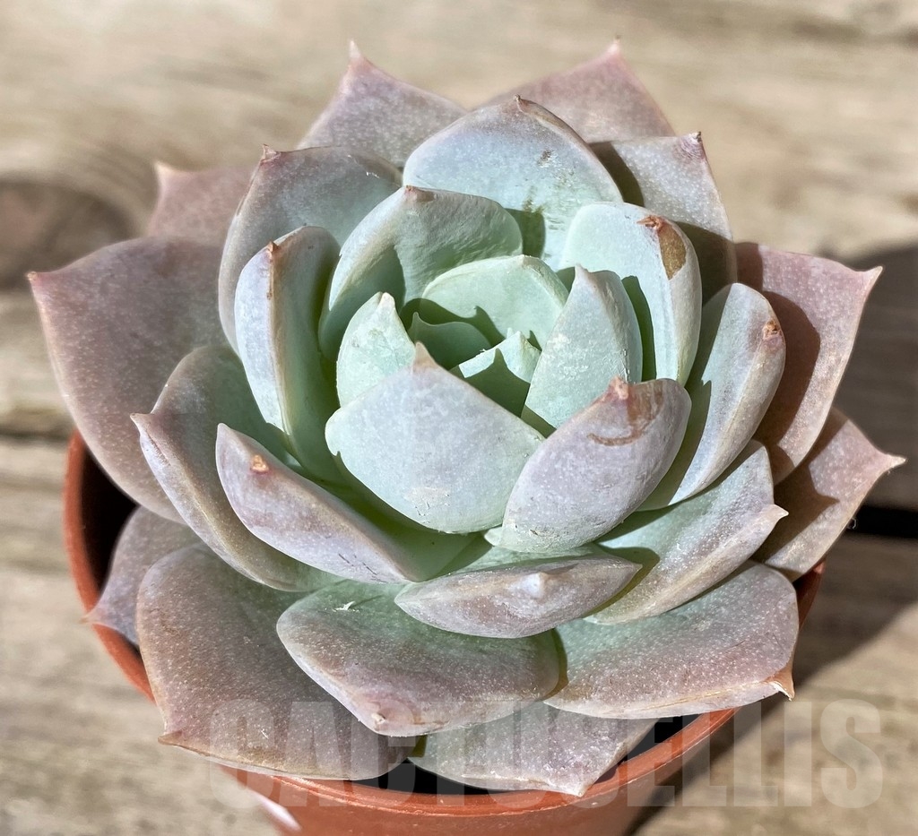 SHPR20377 Echeveria sp.