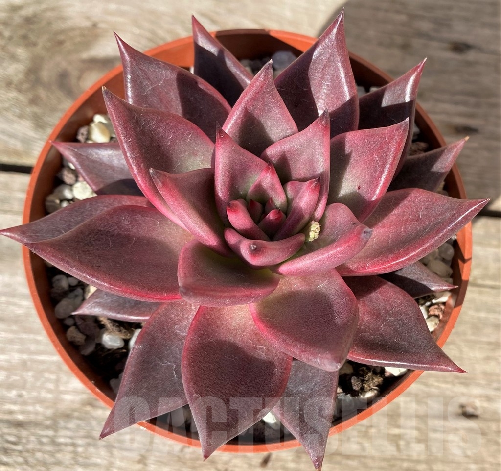 SHPR20383 Echeveria ‘Taurus’
