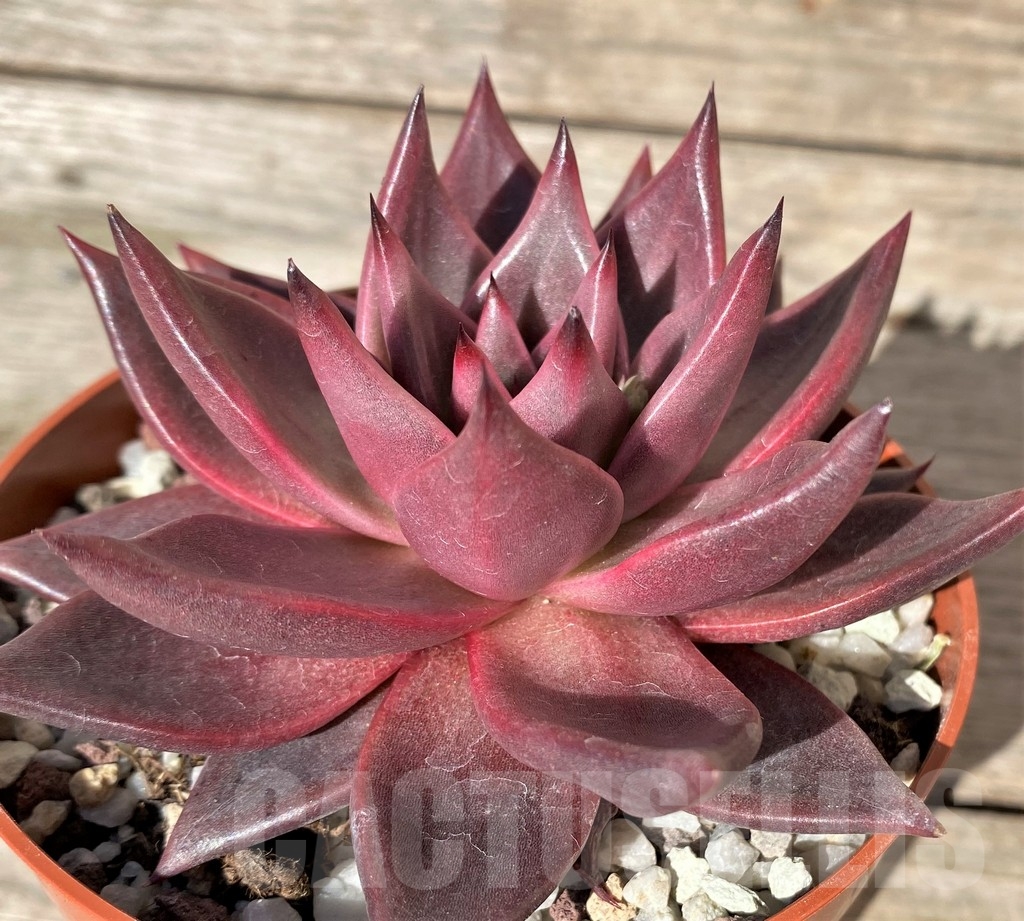 SHPR20383 Echeveria ‘Taurus’ - 画像 (3)