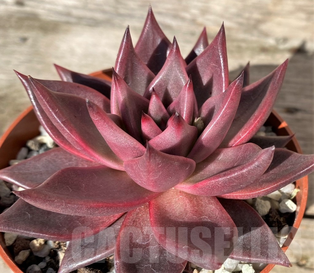 SHPR20383 Echeveria ‘Taurus’ - 画像 (4)