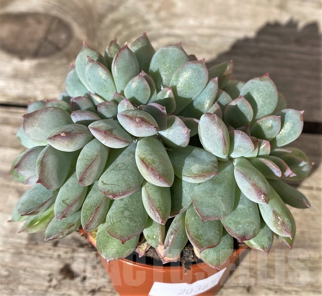 SHPR20385 Echeveria 'Pink Edge' f. cristata - Зображення 2