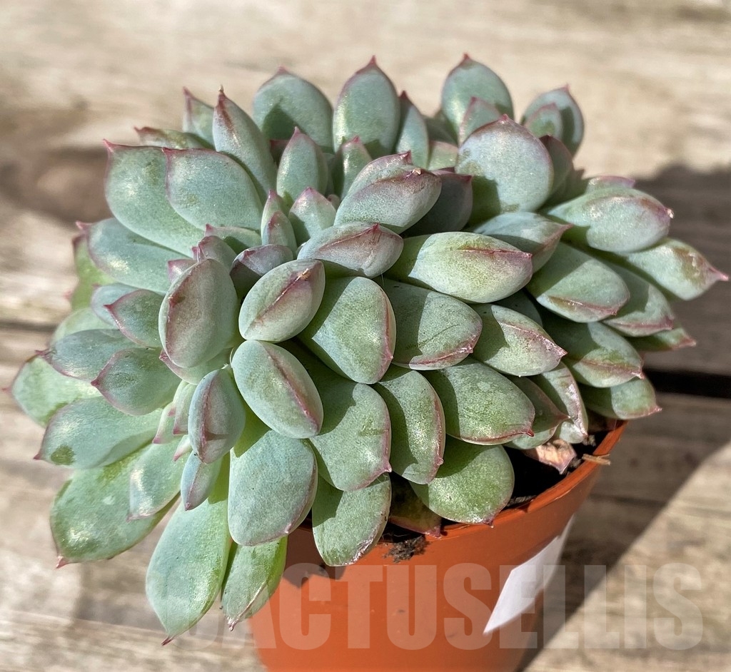 SHPR20385 Echeveria 'Pink Edge' f. cristata