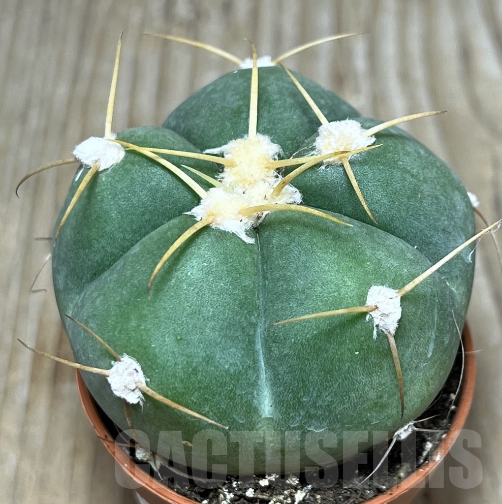 SHPR20332 Gymnocalycium horstii
