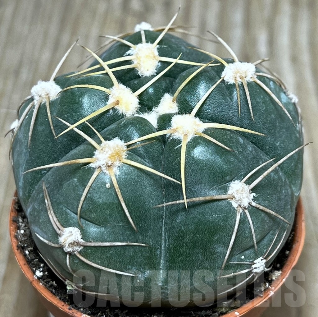 SHPR20332 Gymnocalycium horstii - Imagen 2