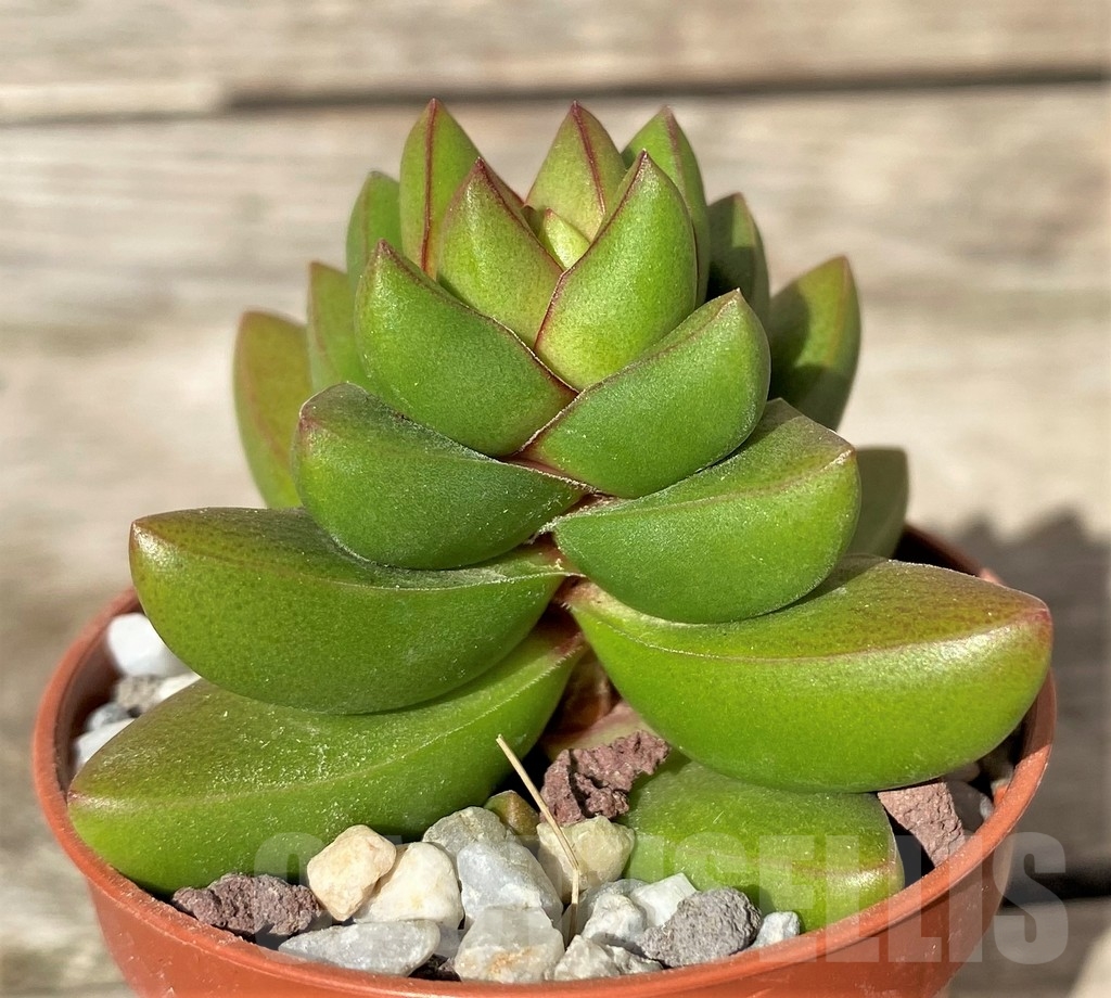 SHPR20390 Crassula 'Ben' - 画像 (2)