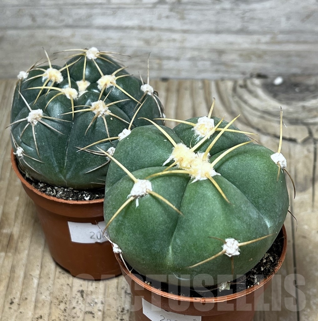 SHPR20332 Gymnocalycium horstii - Imagen 3