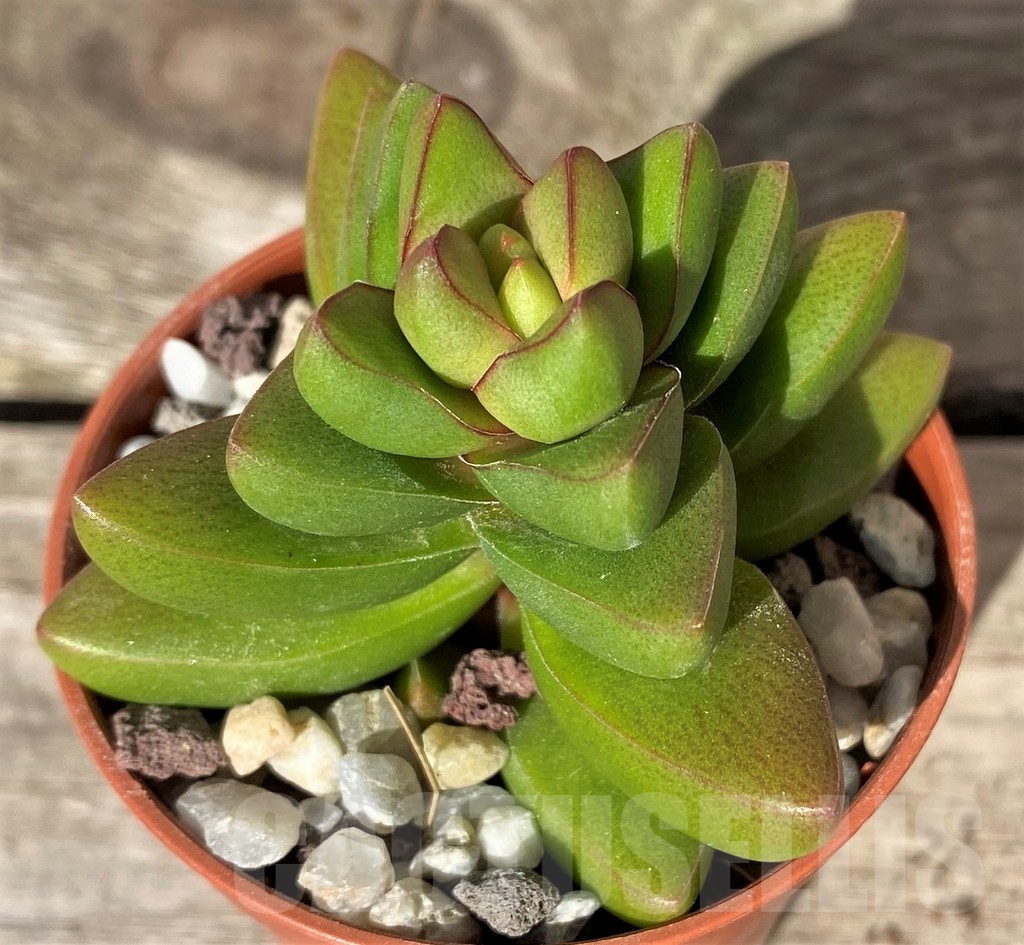 SHPR20390 Crassula 'Ben'