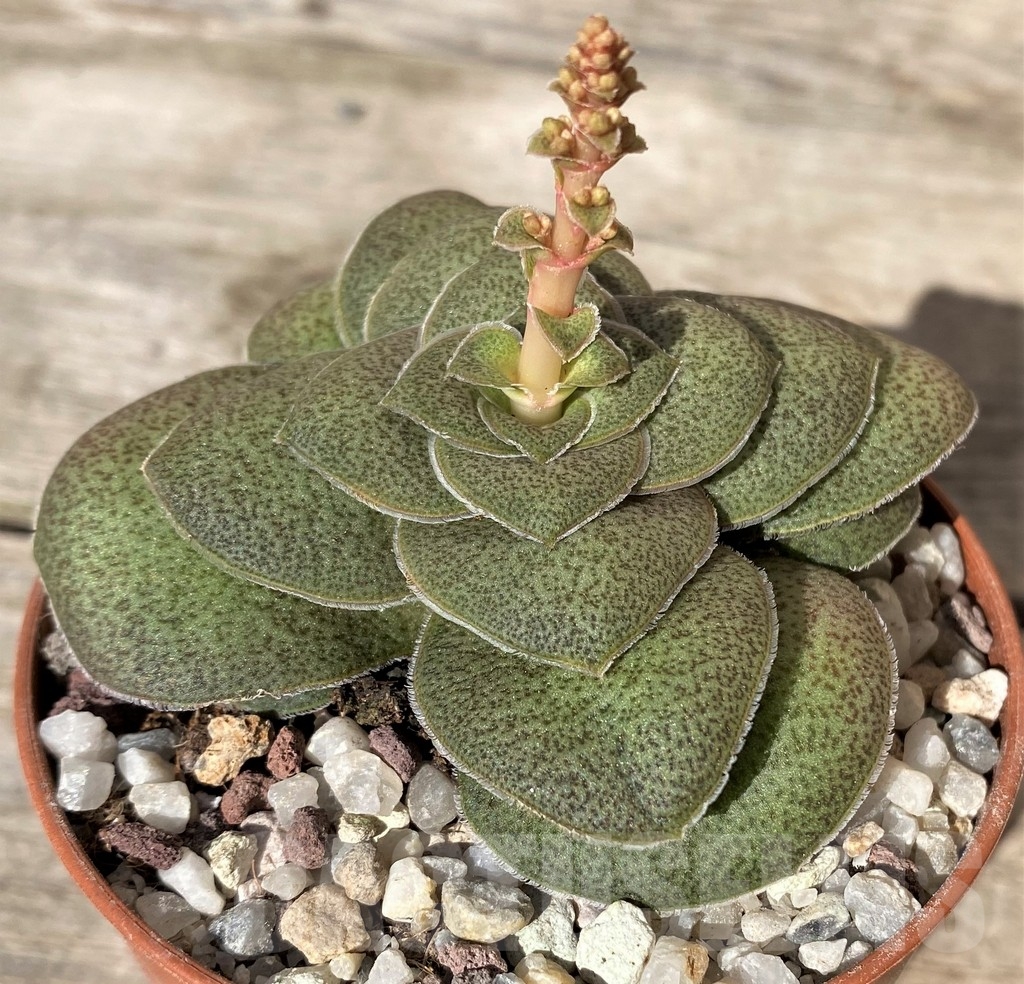 SHPR20391 Crassula hemisphaerica - Image 2