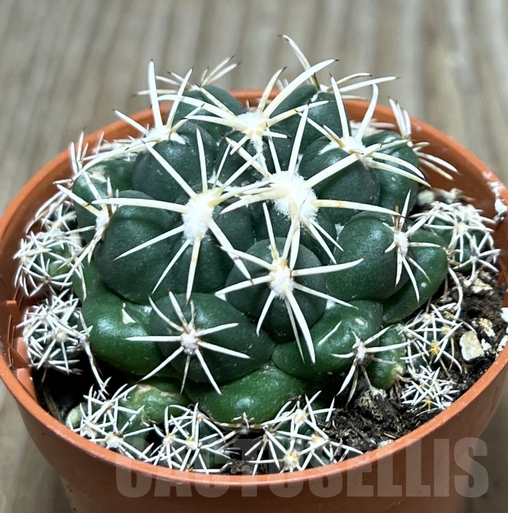 SHPR20333 Coryphantha elephantidens