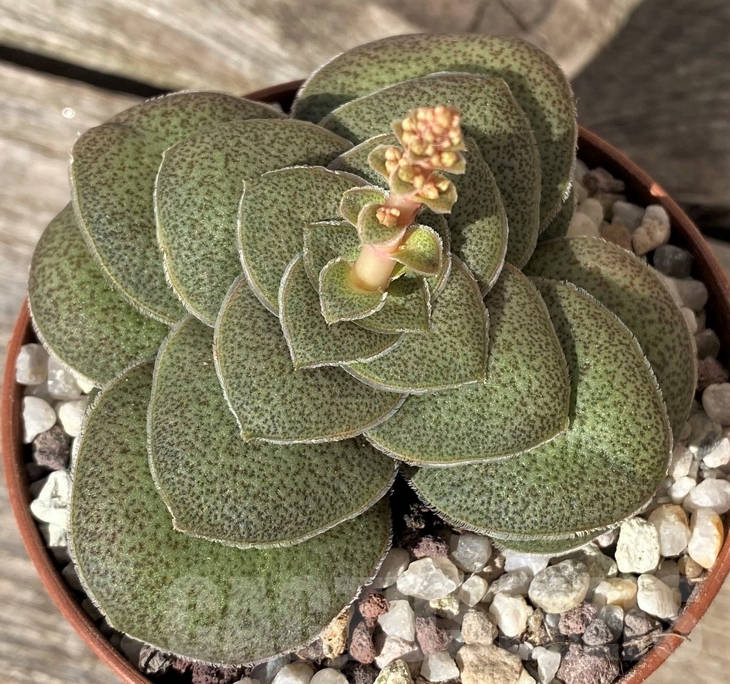 SHPR20391 Crassula hemisphaerica