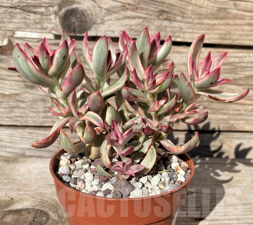 SHPR20392 Crassula volkensii f. variegata - Зображення 2
