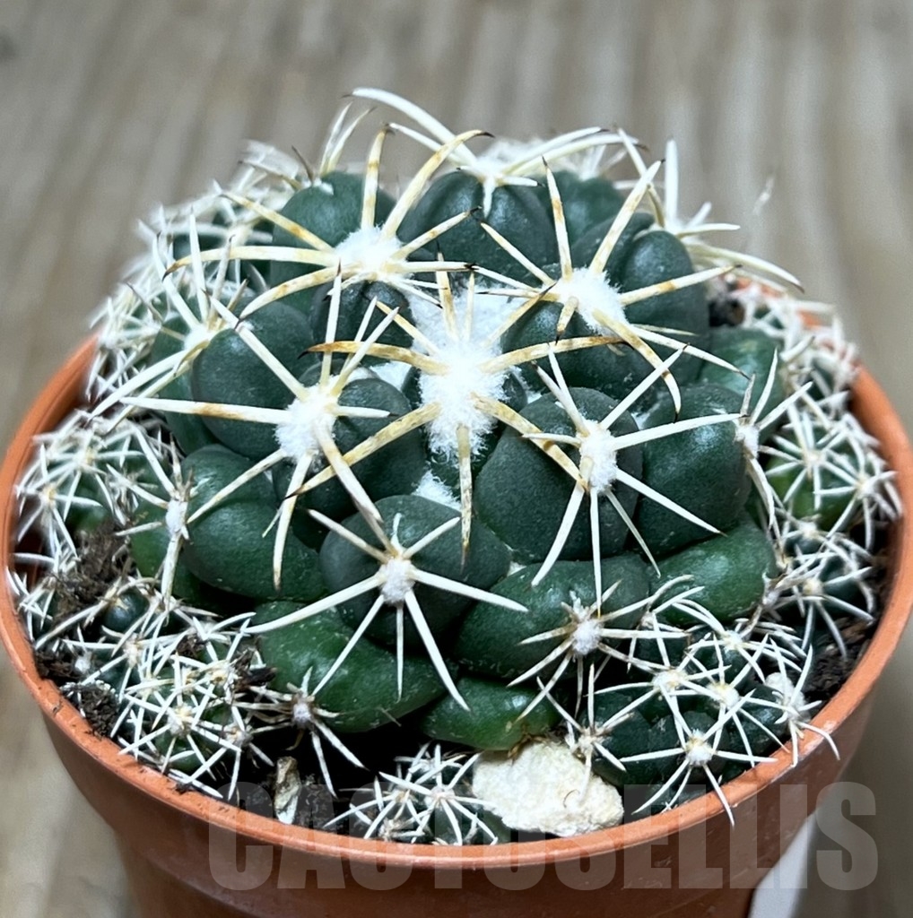 SHPR20333 Coryphantha elephantidens - Imagen 2