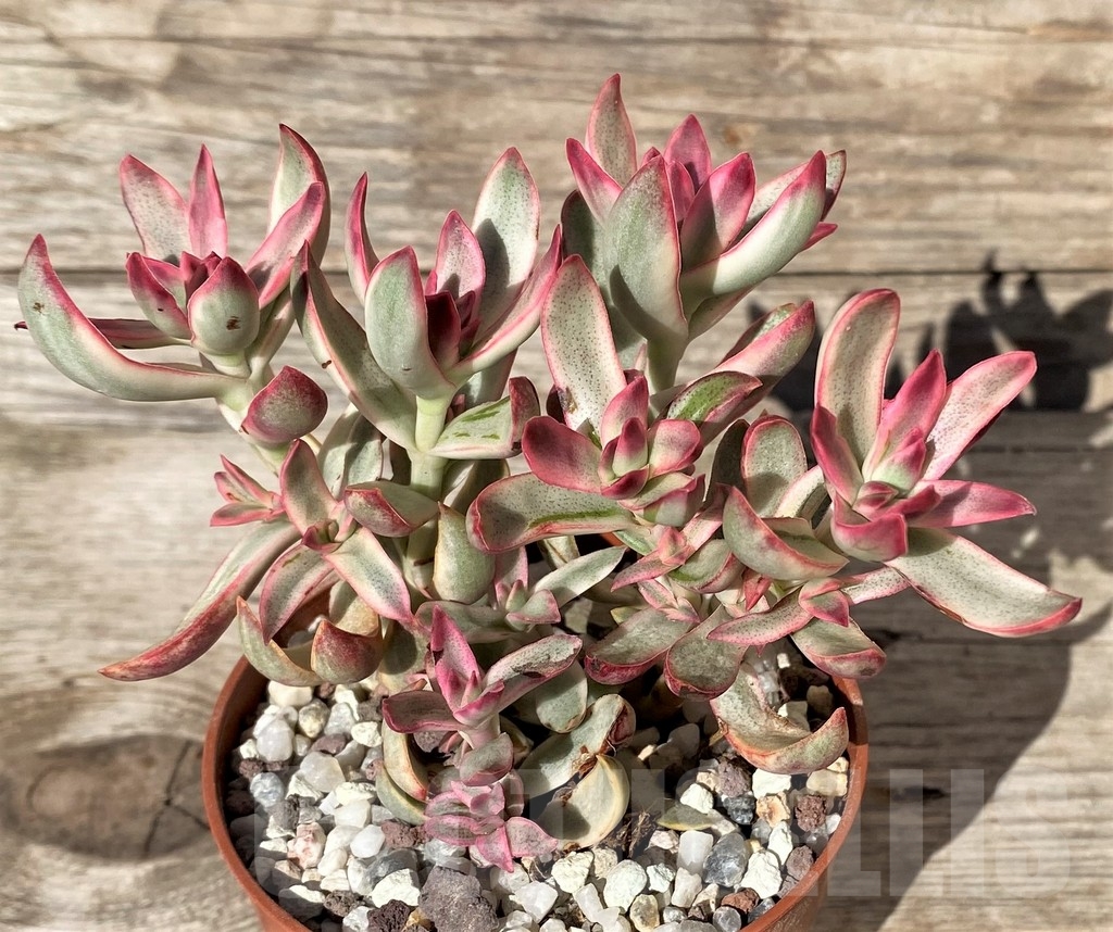 SHPR20392 Crassula volkensii f. variegata