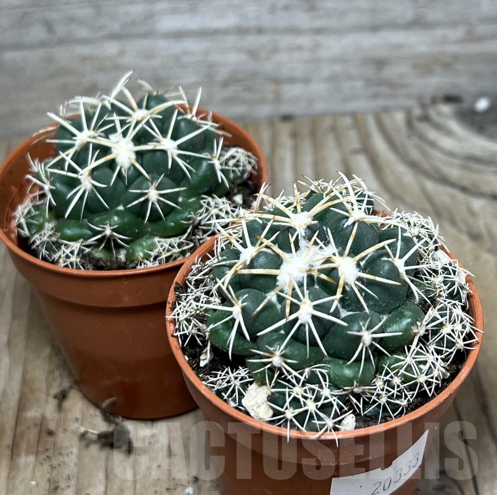 SHPR20333 Coryphantha elephantidens - Imagen 3